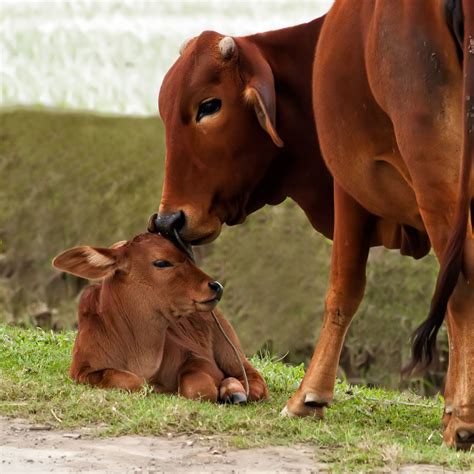The Bond Between Animals and Their Young | Animal Equality India
