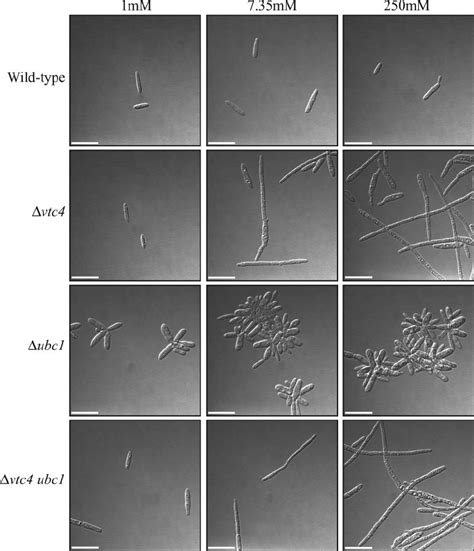 Deletion of vtc4 suppresses the multibudded phenotype of a ubc1 mutant ...