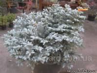 Ель, голубая ель, шаровидная ель, Glauca Globosa, голубая ель Киев ...