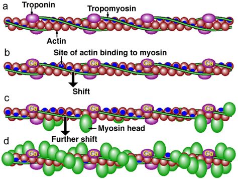 Troponin, tropomyosin action | Science pins, Biology classroom, Np school