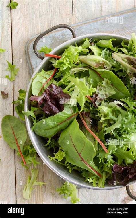 Fresh Salad Leaves Stock Photo Alamy