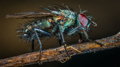 Муха | Пикабу