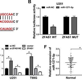 MiR 1271 5p Was A Direct Target Of ZFAS1 In Glioma Cells A Putative