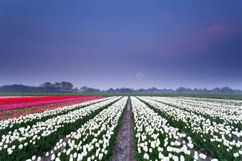 Tulip field at sunset stock photo. Image of nature, blossom - 41294784