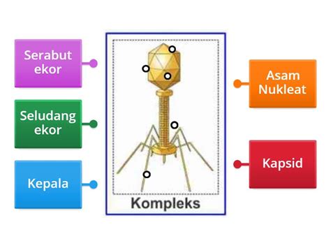 struktur tubuh virus labelled diagram