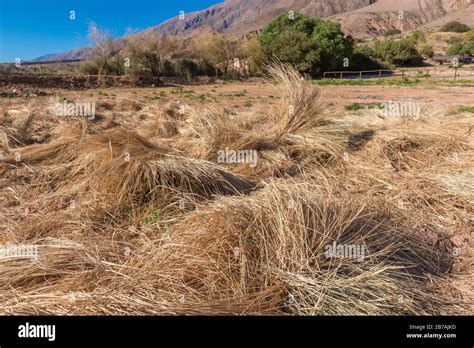 Grass For Adobe Bricks Otro Mundo Quebrada De La Conchas Conchas