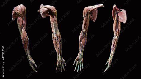 full arm anatomy multiple views  rendering stock illustration