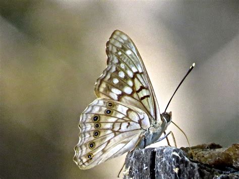 Tawny Emperor | Butterfly photos, Butterfly pictures, Moth