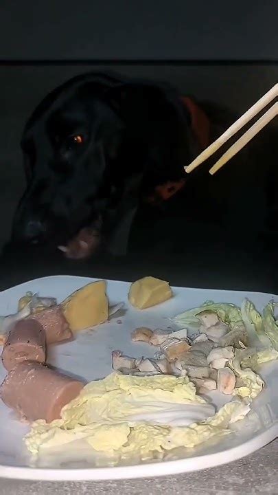 Лекси кушает #shortvideo #собака #обед - YouTube