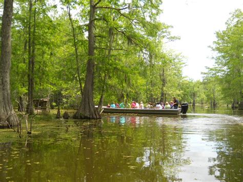 Louisiana Swamp Tours: Louisiana Swamp Tours at Lake Martin