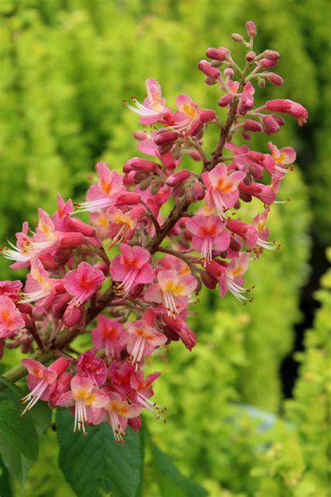 Buy Fort Mcnair Red Horsechestnut Tree Free Shipping Wilson Bros