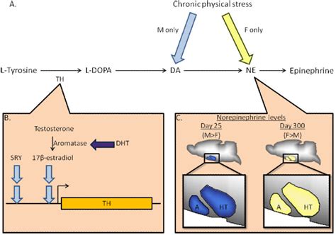 Figure 1 From The Genetics Of Sex Differences In Brain And Behavior Semantic Scholar