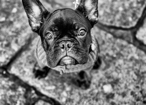 Premium Photo Dog Looking At You