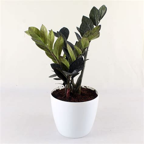 Zz Plant Zamioculcas Zamiifolia Care Plant Profile And