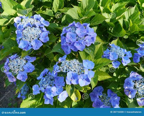 Deep Blue Flowering Hortensia Bush Stock Photo Image Of Bunches