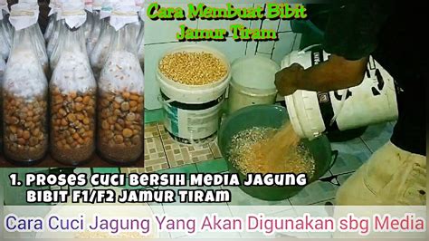 Cara Membuat Bibit Jamur Tiram Part1 Cuci Bersih Jagung Untuk Media F1