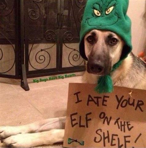I Ate Your Elf On A Shelf German Shepherd Dog Forums