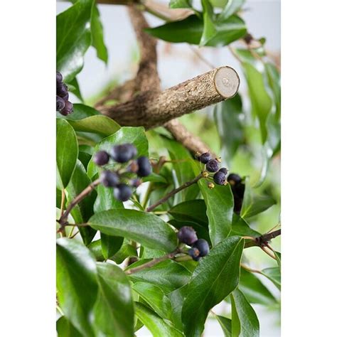 BAUHAUS България - Ножица за клони Gardena Premium BP 50