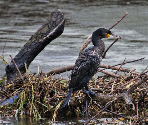 Cormorant River Dee Chester Alan Ward Wirral Flickr