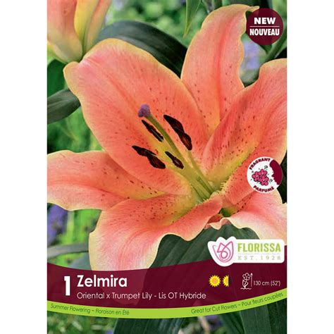 Hybrid Lily 'Zelmira' Bulb | Lily Bulbs | Arts Nursery Garden and Home Ltd