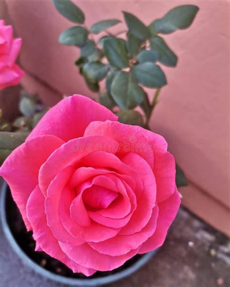 Pinky Babe Stock Photos Free Royalty Free Stock Photos From Dreamstime