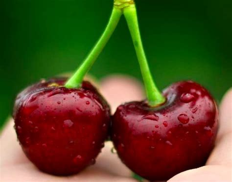 Organic Cherries Available In China Soon