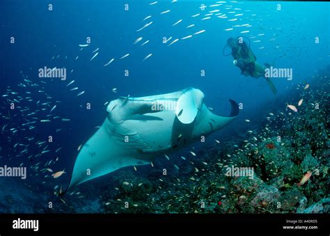 Mantarochen Und Taucher Manta Ray And Scuba Diver Manta Birostris Stock