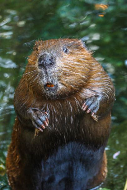 Royalty Free Beaver Pictures Images And Stock Photos Istock