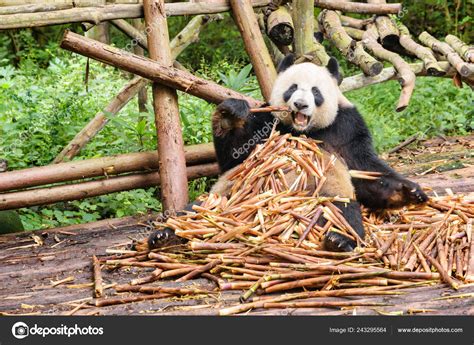 Pandas With Bamboo