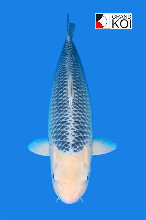 Blue Asagi Sold Grand Koi Llc