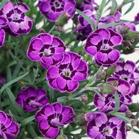 Dianthus Plants For Sale | Pinks | Plant Addicts