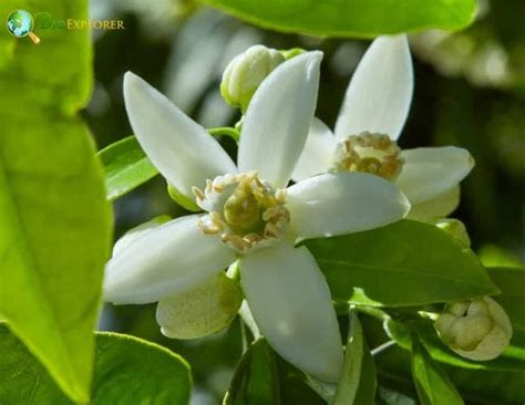 Orange Blossom Flower Citrus Sinensis Sweet Orange