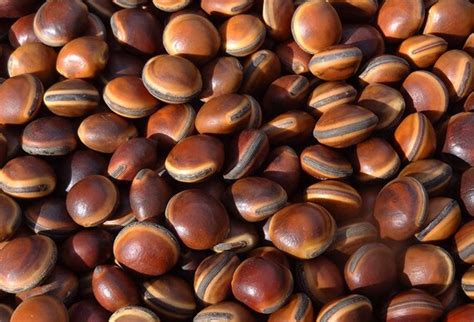 Mucuna And Dioclea Grainesdumonde