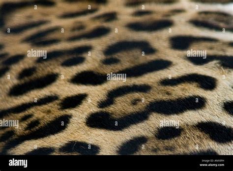 closeup detail jaguar fur pattern stock photo alamy