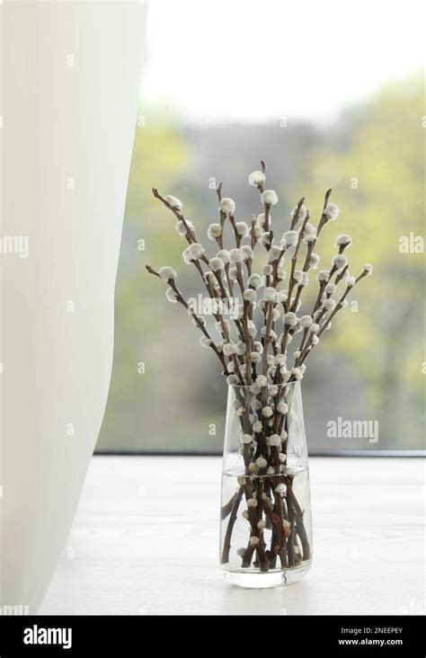 Beautiful Pussy Willow Branches In Glass Vase On Window Sill Indoors Stock Photo Alamy