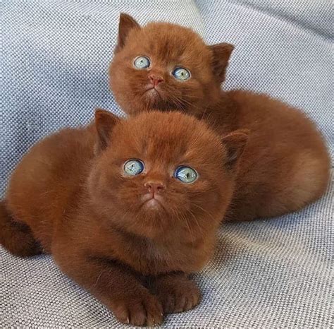 Brown Kittens With Blue Eyes Reyebleach