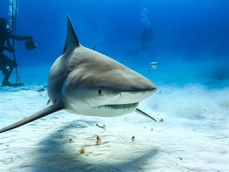 Bull Shark vs Great White Shark: Explaining the 9 Main Differences