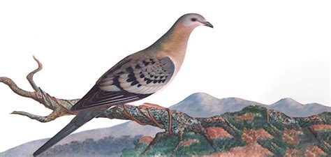 Passenger Pigeon