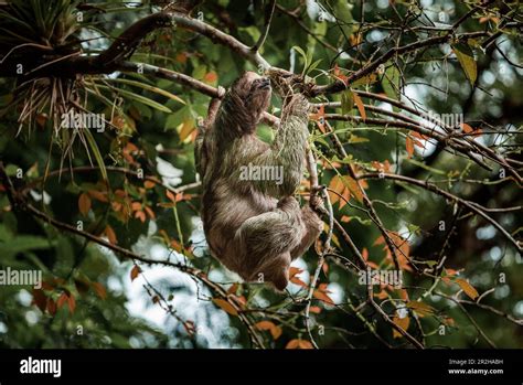 Cute Sloth Hanging On Tree Branch Perfect Portrait Of Wild Animal In