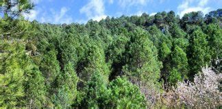 forest science  technology centre  catalonia author  medforest