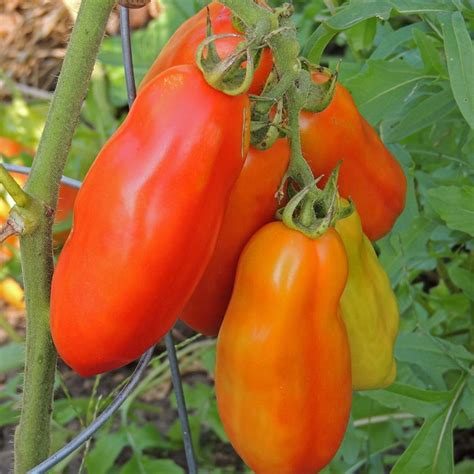 Mariana Paste Tomato Van Wilgens Garden Center