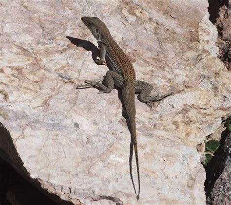 60 Lizards In Arizona Pictures And Identification