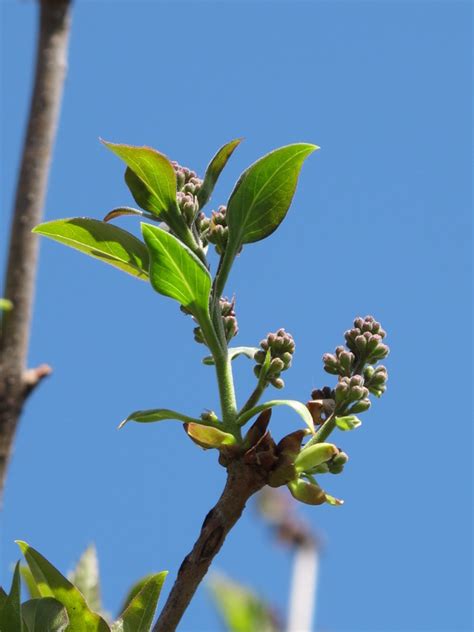Deciduous Flowering Shrubs Eva Monheim