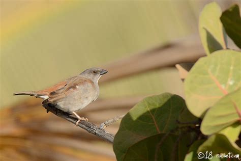 Northern Grey Headed Sparrow Passer Griseus Claude Ruchet