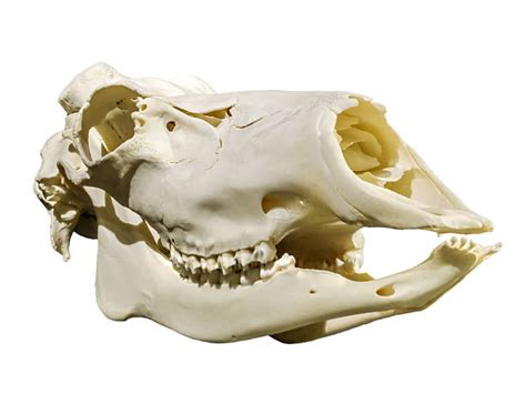 70 Manatee Teeth Stock Photos Pictures And Royalty Free Images Istock