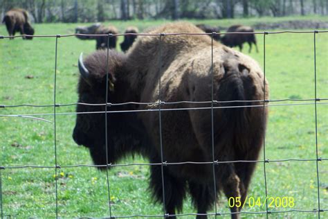 Free Photo Bison Anger Animal Black Free Download Jooinn