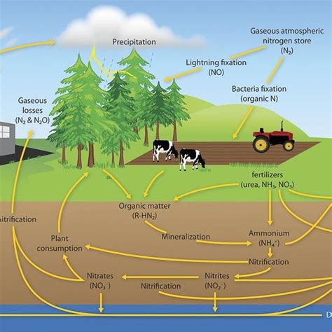1.The Nitrogen Cycle (Utah State University, 2015) | Download ...