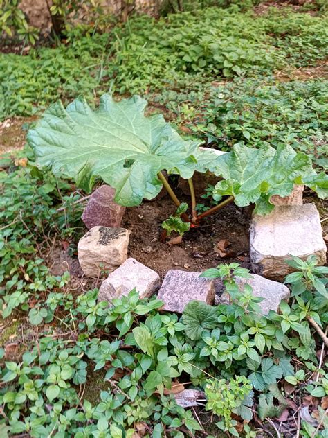 Avril Au Jardin Coll Ge Gay Lussac