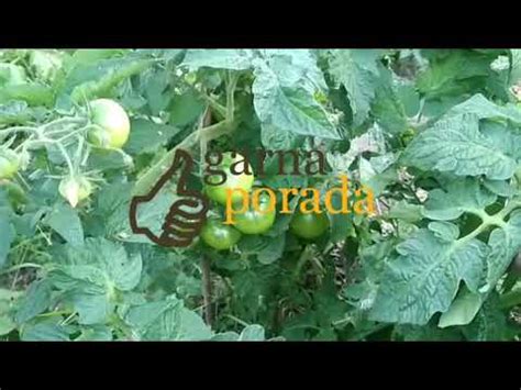 мои отзывы о помидорах сорта Ляна - YouTube