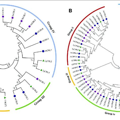 | Phylogenetic tree of the CBL (A) proteins and CIPK (B) proteins from ...